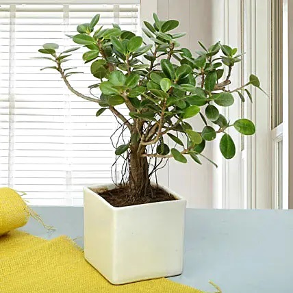 Order Fathers Day Special Ficus Bonsai Plant, Buy and Send Fathers Day ...