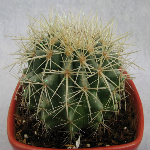 Echinocactus Grusonii Painted Non-Grafted White Cactus