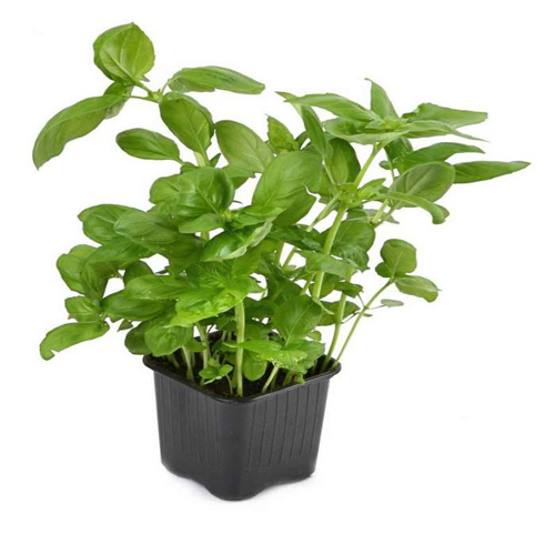 Order Potted Basil Plant Buy and Send Potted Basil Plant Online